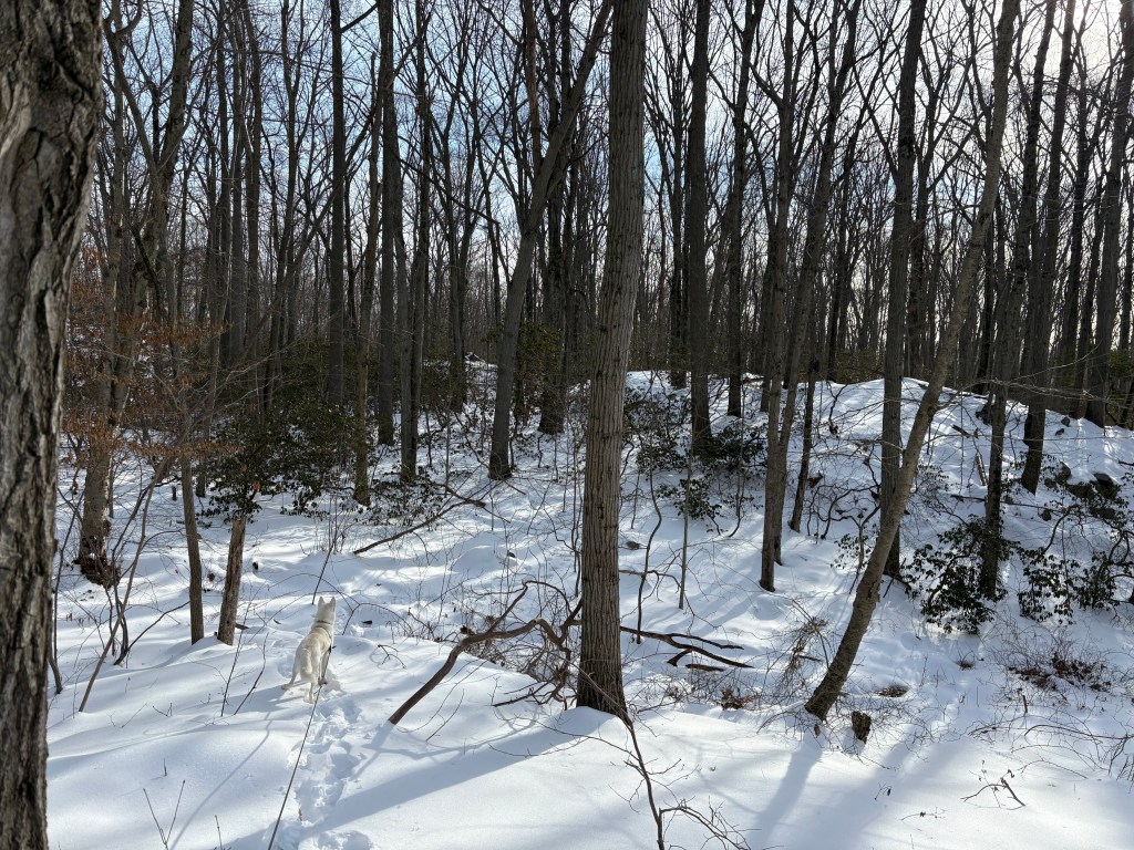A white American Husky regards the snowy Connecticut woods with interest 