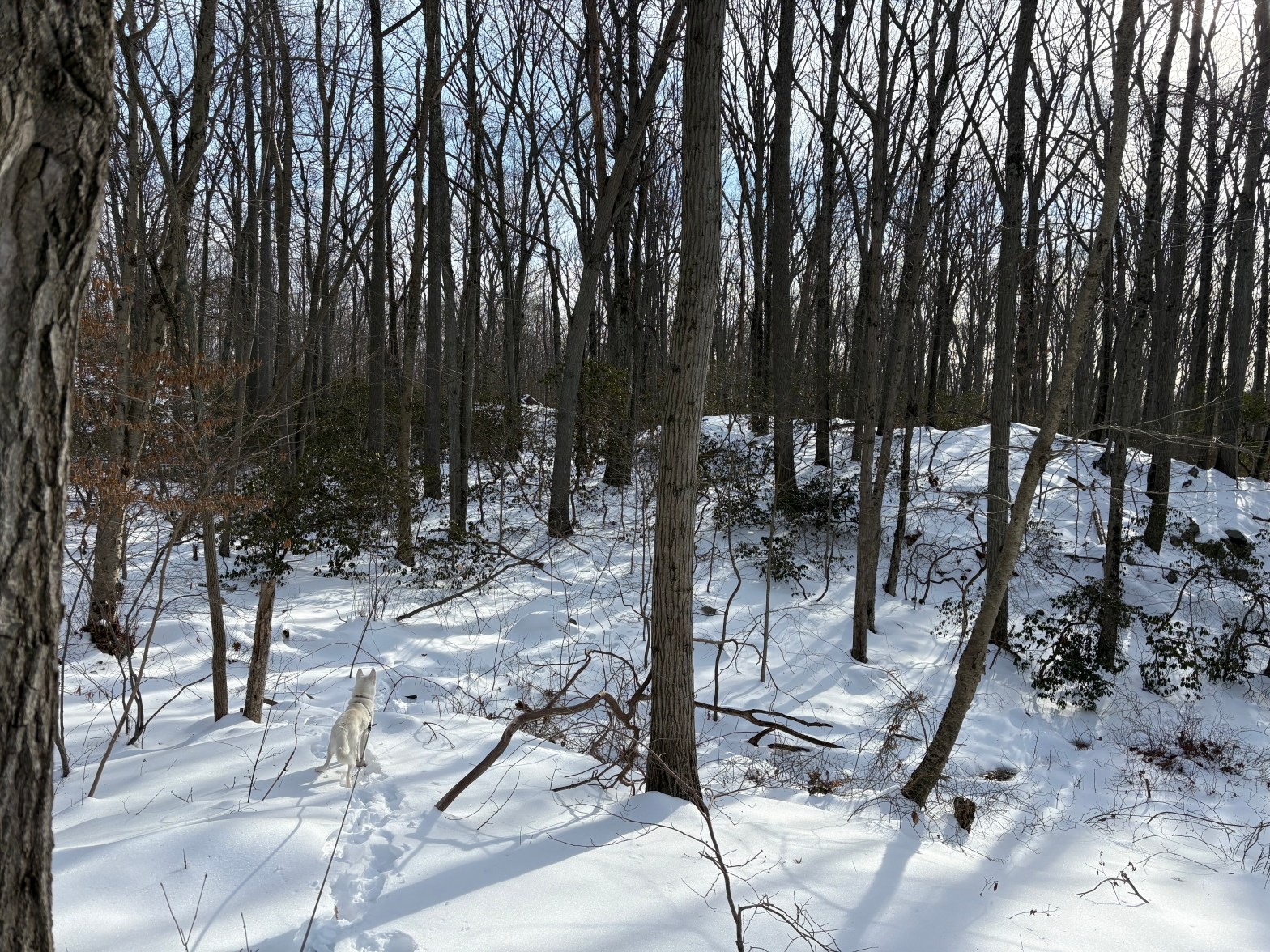 An American Husky regards the snowy woods during a long walk off trail